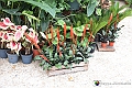 VBS_3415 - Floreal 2023 - Vivere con le piante